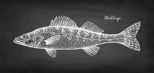 Walleye fish chalk sketch