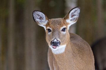 White-Tailed Deer