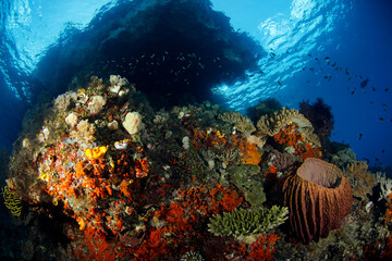 Colorful Coral Reef against Surface in Misool, Raja Ampat. West Papua, Indonesia