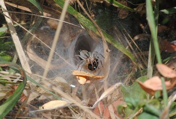 na teia da aranha