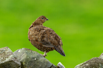 Red Grouse, Scientific name: Lagopus Lagopus. Alert red grouse in rainy weather, stood on a drystone wall and looking backwards.  Close up. Clean, green background. Space for copy.  Horizontal.
