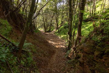 bosque con camino
