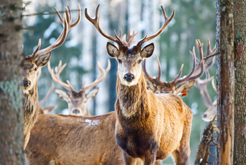 Red deer in winter forest. wildlife, Protection of Nature. Raising deer in their natural...