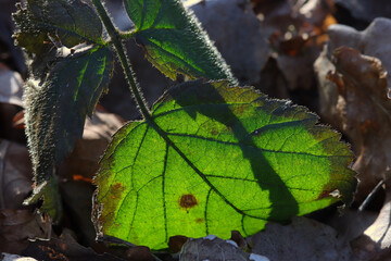Fototapete bei efototapeten.de bestellen   