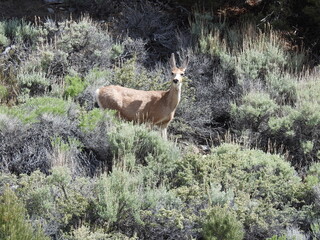 Naklejka na ściany i meble A mule deer doe roaming the Sierra Nevada Mountain wilderness, Mono County, California.