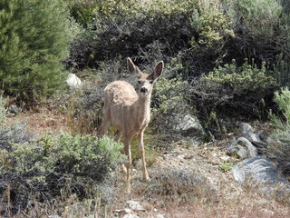 A young mule deer doe roaming the Sierra Nevada Mountain wilderness, Mono County, California.