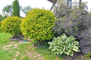 Ornamental plants in landscape design in the garden