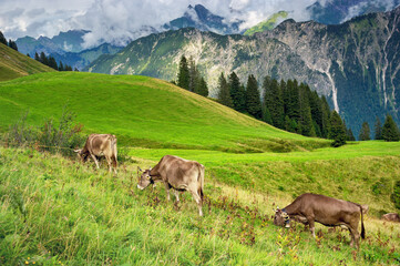 Cow grazing in the Alps, Bavaria Germany