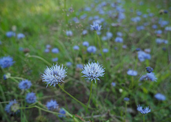 die hellblauen blüten der sandglöckchen auf einer wiese, lat. jasione