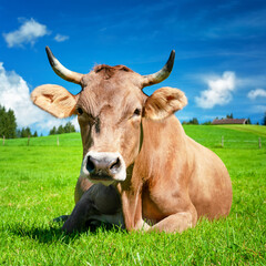 Naklejka premium Cow on pasture in the Alps, Bavaria Germany