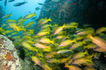 Fototapeta na wymiar Underwater sea life, School of Blackspot Snapper (Lutjanus fulviflamma), Seychelles