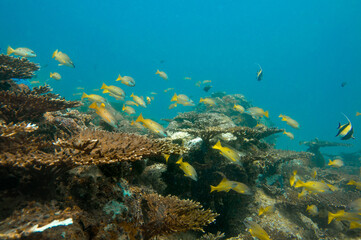 Fototapeta na wymiar Underwater sea life, School of Blackspot Snapper (Lutjanus fulviflamma), Seychelles