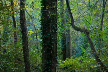 Ribera del R&iacute;o As&oacute;n, tramo alto entre Ramales y Arredondo.  Cantabria. Espa&ntilde;a