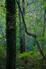 Ribera del Río Asón, tramo alto entre Ramales y Arredondo.  Cantabria. España