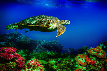 sea turtle swims underwater