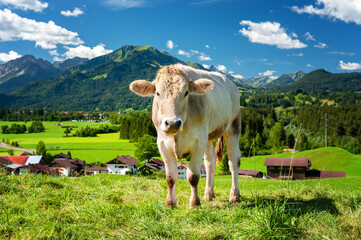Fototapeta na wymiar Cow on pasture in the Alps, Bavaria Germany