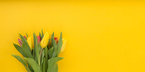 Bouquet of tulips on a yellow background. Banner.
