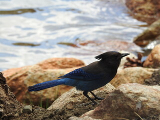 A Steller's jay enjoying a beautiful day along the shores of Twin Lakes, Eastern Sierra Nevada Mountains, California.