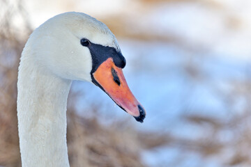Swan on a winter pond. © Tomasz Warszewski
