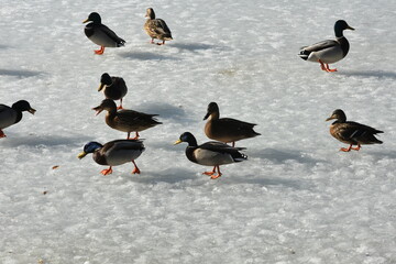 kaczki na śniegu