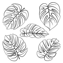 Set of tropical monstera leaves black and white hand drawn vector illustration