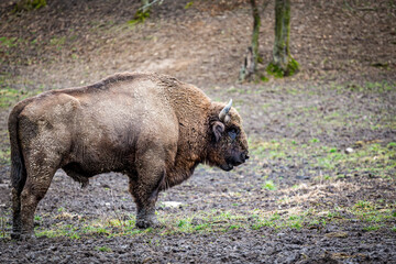 Fototapeta premium The European bison