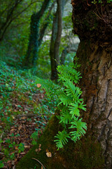 Río Asón, tramo alto entre Ramales y Arredondo.  Cantabria. España