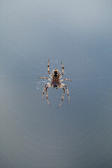 Spider in its web. Spain. Europe