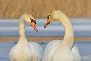 Swan on a winter pond. © Tomasz Warszewski