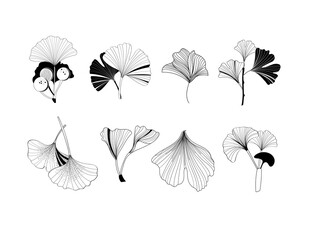 A set of illustrations of ginkgo plant icons on a white background