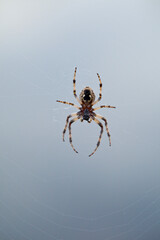 Spider in its web. Spain. Europe
