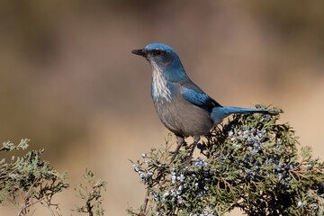 Woodhouse's Scrub Jay taken in central Colorado