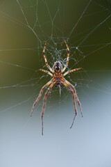 Spider in its web. Spain. Europe