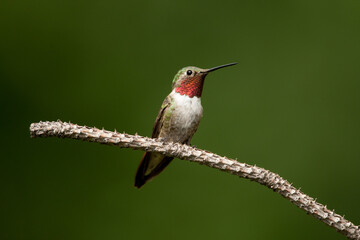 Fototapeta na wymiar Broad-tailed Hummingbird adult male perched, taken in central Colorado