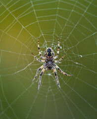 Spider in its web. Spain. Europe