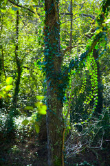 Ribera del Río Asón, tramo bajo entre Ampuero y Udalla. Cantabria. España