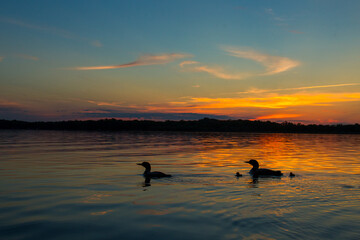 Common Loon family at sunset taken in central MN
