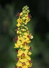 Schwarze Königskerze, Verbascum nigrum: gelbe Blüten mit violetten borstigen staubblättern