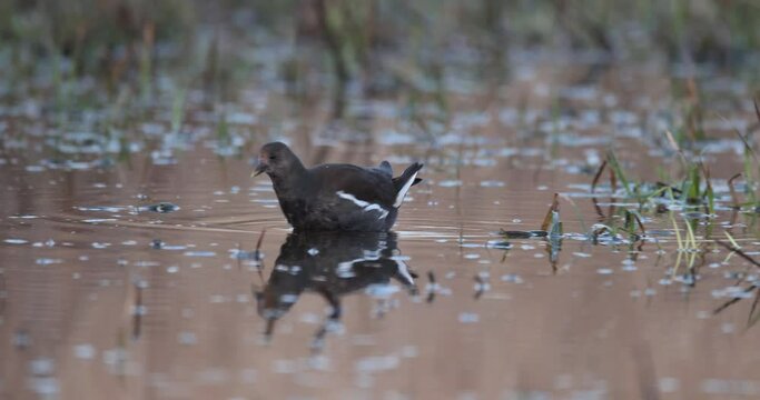 jeune gallinule poule d'eau (Gallinula chloropus) cherchant de la nourriture dans l'eau
