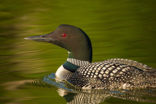Common Loon adult taken in central MN