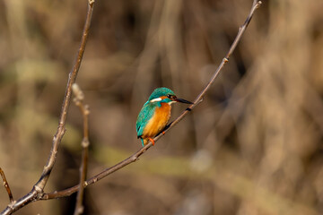 Eisvogel