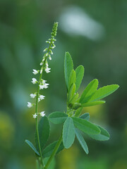 weißer Steinklee, auch Honigklee genannt, lat. Melilotus, Blüten und Blätter vor unscharfem hintergrund