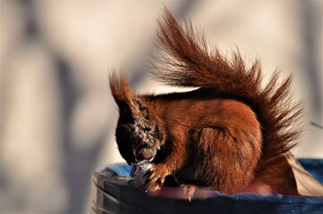Eichhörnchen