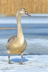 Swan on a winter pond. © Tomasz Warszewski