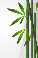 Bamboo background over white