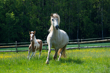Naklejka na ściany i meble A mare with a foal runs in a paddock in a meadow