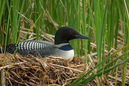 Common loon at nest taken in central MN