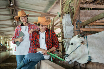 Close up of girl and boy smile wearing casual clothes while feeding cows with grass against the background of the cow farm shed