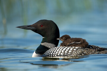 Common Loon adult wtih baby on back taken in central MN
