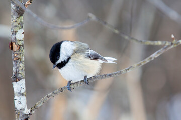 Perched Chickadee Looking Down